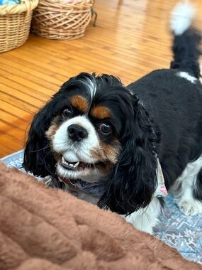 Active Listing for @rosenivy for Bundle 4/12/26